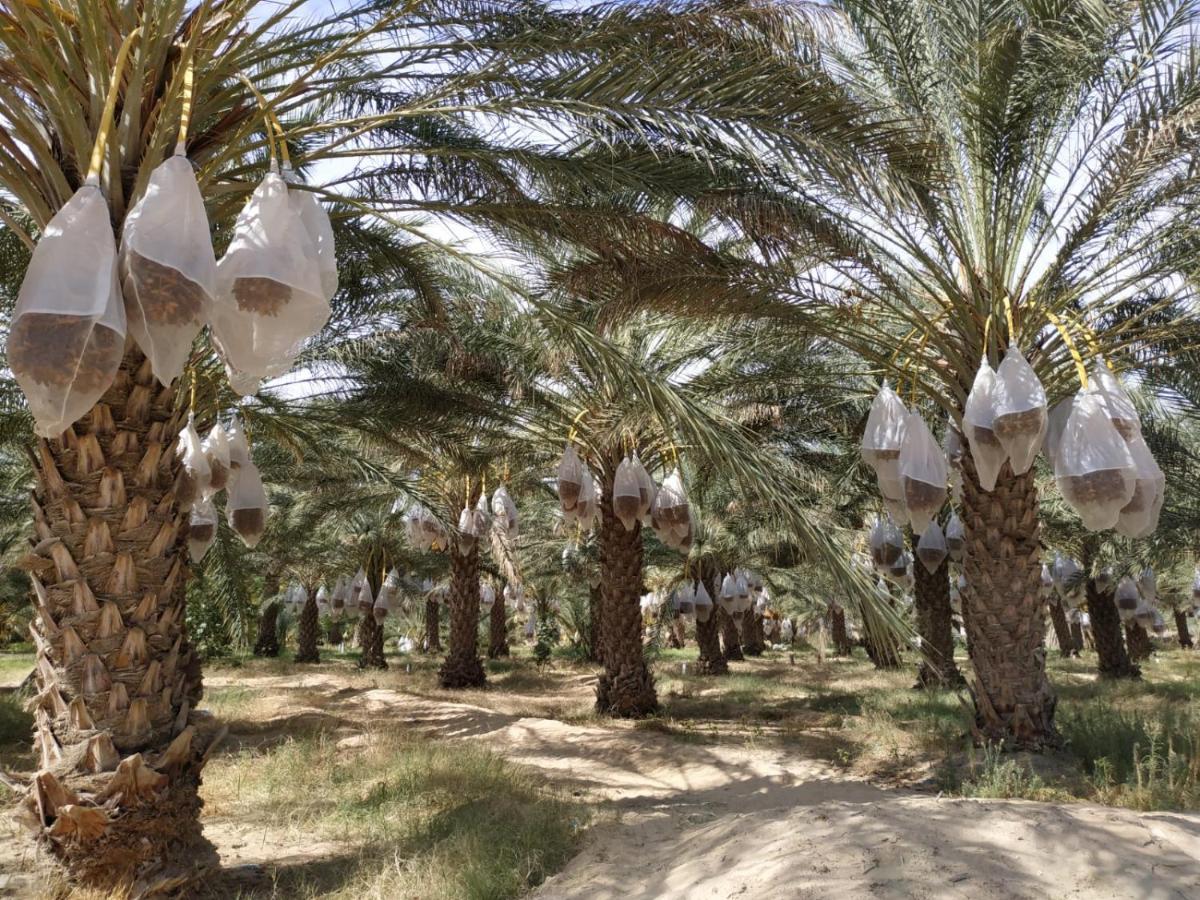 Grand Sud, La Maison De Sable Douz Kültér fotó